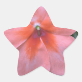 Vackra vanliga rosa trädgårdsblommor. Blommig foto Stjärnformat Klistermärke