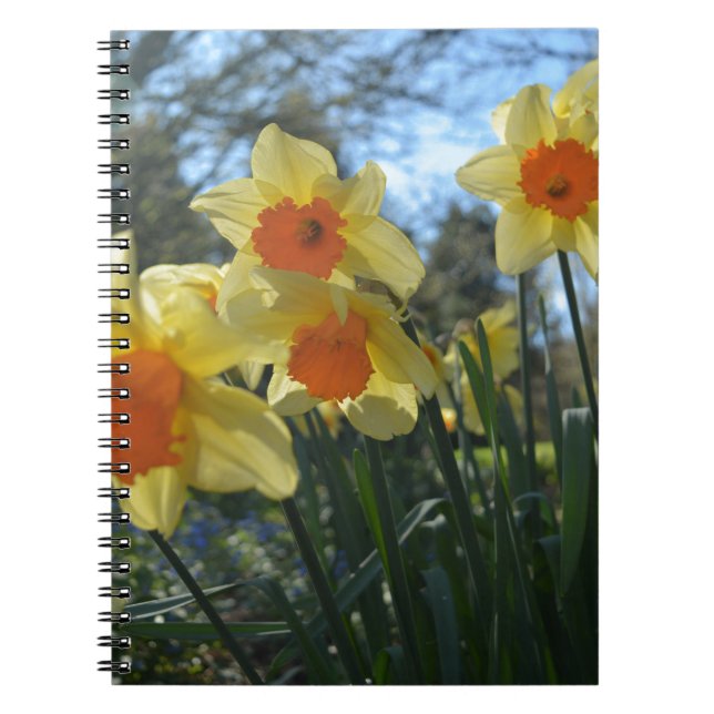 Vackra vår gult,orange daffodil-blommor anteckningsbok med spiral (Framsidan)