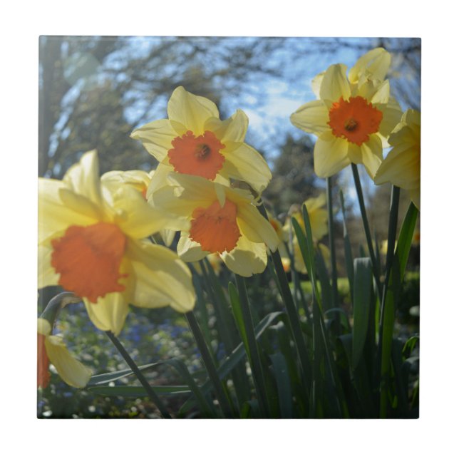 Vackra vår gult,orange daffodil-blommor kakelplatta (Framsidan)