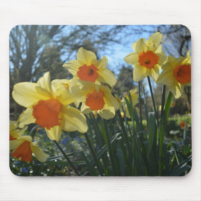 Vackra vår gult,orange daffodil-blommor musmatta (Framsidan)