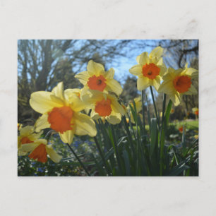 Vackra vår gult,orange daffodil-blommor vykort