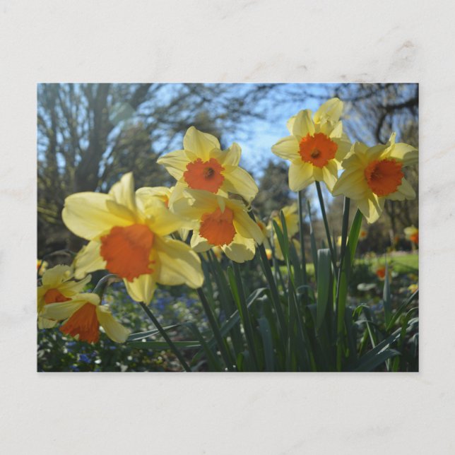 Vackra vår gult,orange daffodil-blommor vykort (Framsida)