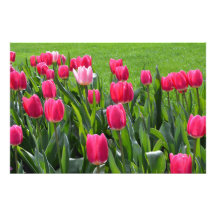 vackra vårblommor rosa tulpaner