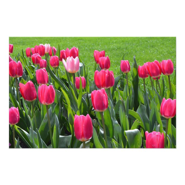 vackra vårblommor rosa tulpaner fototryck (Framsidan)