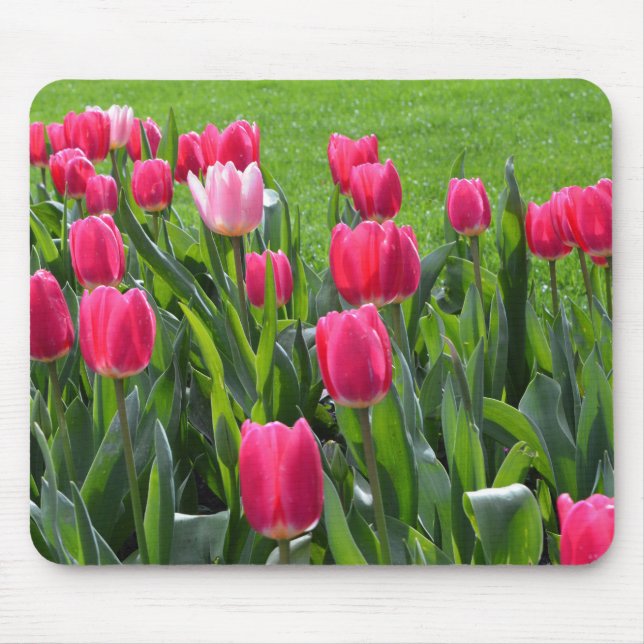 Vackra vårblommor rosa tulpaner, gröna blad musmatta (Framsidan)