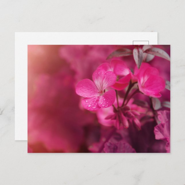 Vackra vårblommor vykort (Fram/baksida)