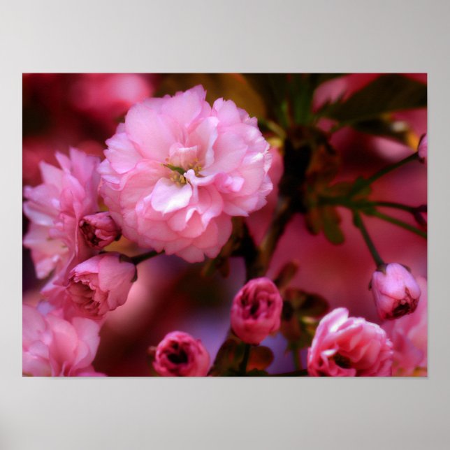 Vackra vårfärgade körsbärsblommor poster (Framsidan)