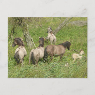 Vackra Vild Horses DIY Postcard Vykort