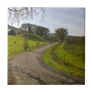 Vackra Vineyard i Napa Valley California Kakelplatta