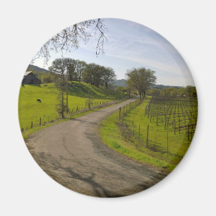 Vackra Vineyard i Napa Valley California Magnet