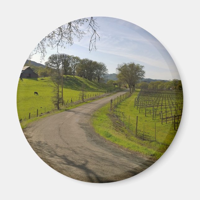 Vackra Vineyard i Napa Valley California Magnet (Framsidan)
