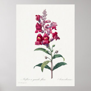 Vackra Vintagar botaniska illustrationer Poster