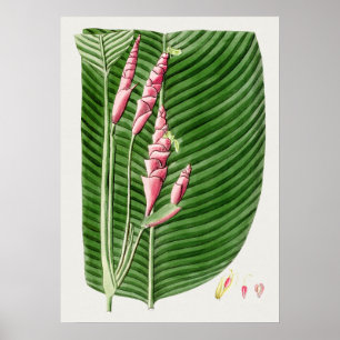 Vackra Vintagar botaniska illustrationer Poster