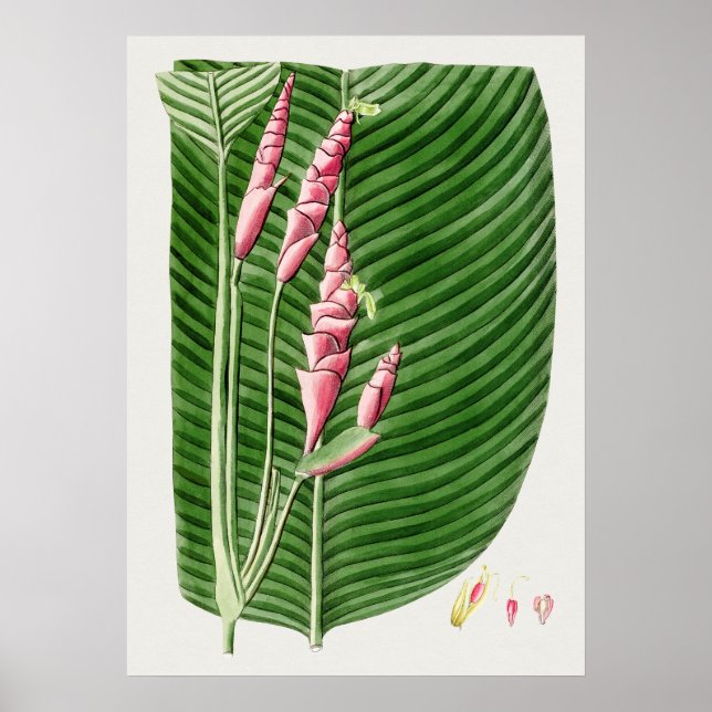 Vackra Vintagar botaniska illustrationer Poster (Framsidan)