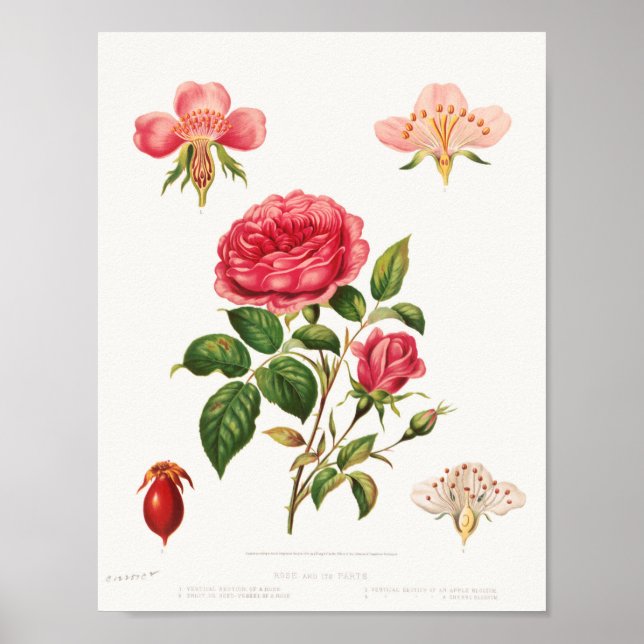 Vackra Vintagar botaniska illustrationer Poster (Framsidan)