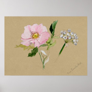 Vackra Vintagar botaniska illustrationer Poster