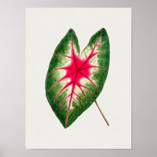 Vackra Vintagar botaniska illustrationer Poster