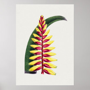 Vackra Vintagar botaniska illustrationer Poster