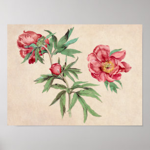 Vackra Vintagar botaniska illustrationer Poster
