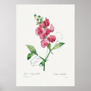 Vackra Vintagar botaniska illustrationer Poster