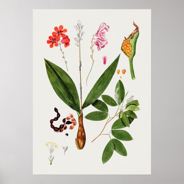 Vackra Vintagar botaniska illustrationer Poster (Framsidan)