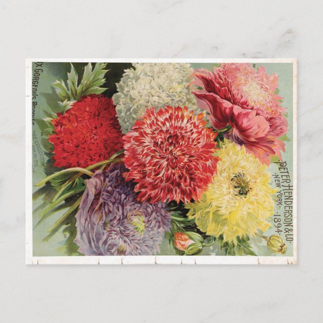 Vackra Vintagen Flowers (1894) Vykort (Framsida)