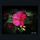 Vackra visioner Hibiscus Blommigt Wall Art GPsg Poster<br><div class="desc">Detta vackra verk av fotografisk blommigt kommer definitivt att bli ett samtal biet för gäster eller kunder till ditt hem eller kontor. En vacker vision av Gods' Paintbrush på jobbet som fångades av den prisbelönta fotografen Stan V. Griep - Colorado, USA. En Luna Ro Hibiscus Bloom Smile med gult vildblommans...</div>