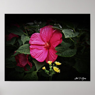 Vackra visioner Hibiscus Blommigt Wall Art GPsg Poster