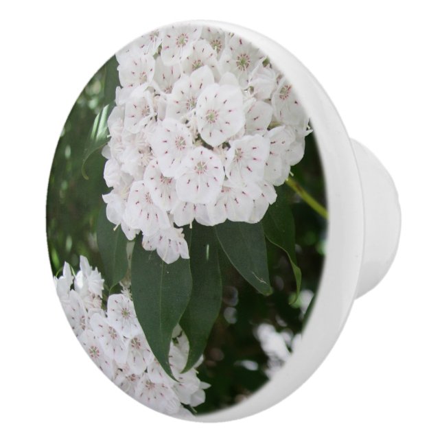 Vackra vita berglorblommor knopp (Höger)