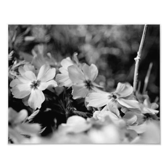 Vackra vita blommor Svarta och vita Fototryck (Framsidan)