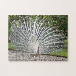 Vackra vita boskap med Fullt Feather Spread J Pussel