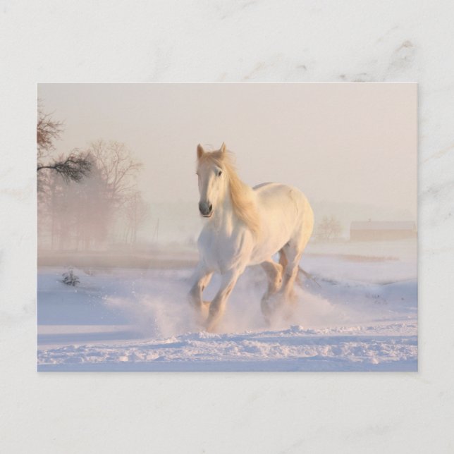 Vackra vita hästen som springer i Snö Vykort (Framsida)