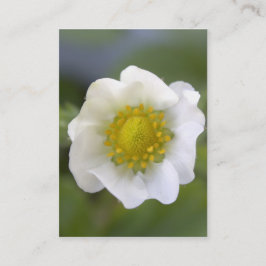 Vackra vita jordgubbsblomma visitkort. visitkort