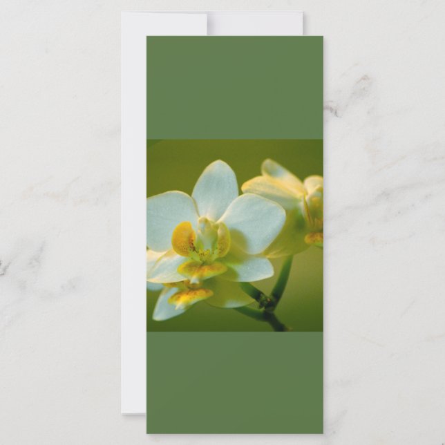 Vackra vita orkidéblommor behållans lugn läst på (Framsida)