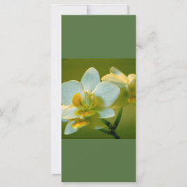 Vackra vita orkidéblommor behållans lugn läst på