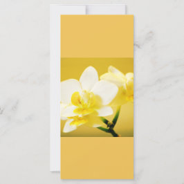 Vackra vita orkidéblommor behållans lugn läst på