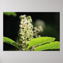 Vackra, vita Pokeweed Plant Flowers
