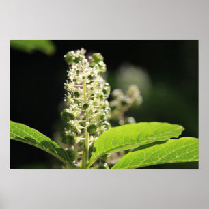 Vackra, vita Pokeweed Plant Flowers Poster