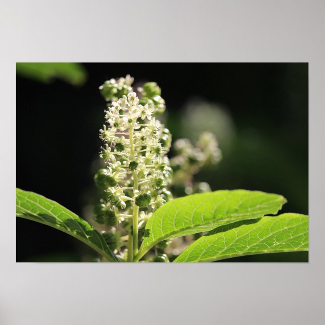 Vackra, vita Pokeweed Plant Flowers Poster (Framsidan)