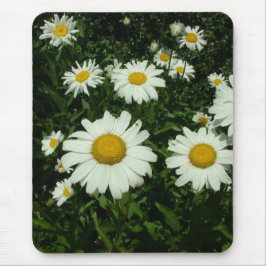 vackra vita prästkragar blommor. musmatta
