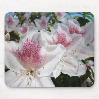 Vackra vita rosa azaleor blommor musmattor present