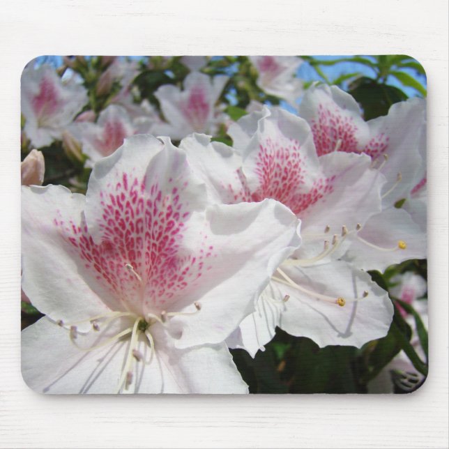 Vackra vita rosa azaleor blommor musmattor present (Framsidan)