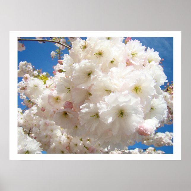 Vackra vita rosa blommande blommor blå himmel poster (Framsidan)