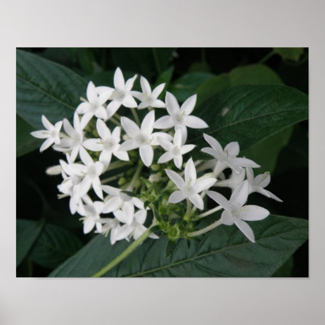 Vackra vita tropiska blommor tryck (Framsidan)