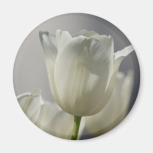 Vackra vita Vår Tulips Magnet