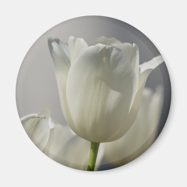 Vackra vita Vår Tulips Magnet (Framsidan)