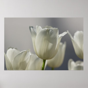 Vackra vita Vår Tulips Poster