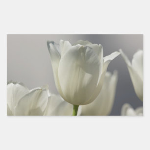 Vackra vita Vår Tulips Rektangulärt Klistermärke