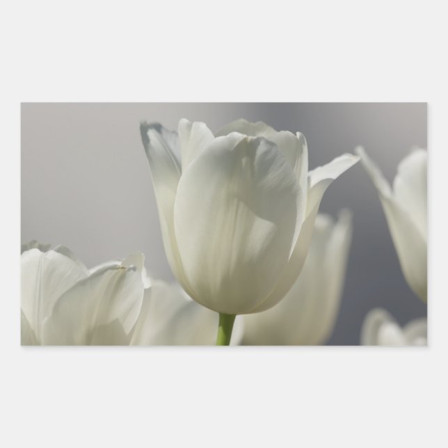 Vackra vita Vår Tulips Rektangulärt Klistermärke (Framsida)