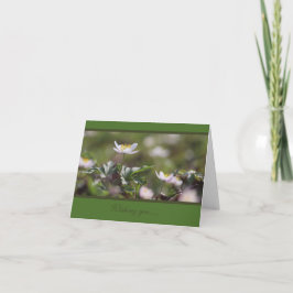 Vackra vita Wood Anemones Kort